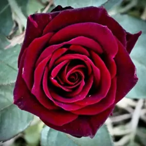Velvet Red Rose Seeds Double Blooms Fragrant Cut Flower Garden Patio Outdoor 20 Pcs