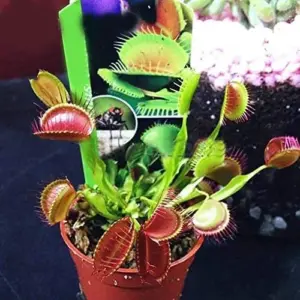 Venus Flytrap Seeds 100Pcs - Dionaea Muscipula Carnivorous Plant Seeds for Home Garden Bonsai Full Sun Acidic Soil
