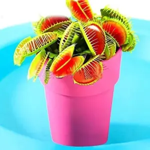 Venus Flytrap Seeds 100Pcs - Dionaea Muscipula Carnivorous Plant Seeds for Home Garden Bonsai Full Sun Acidic Soil