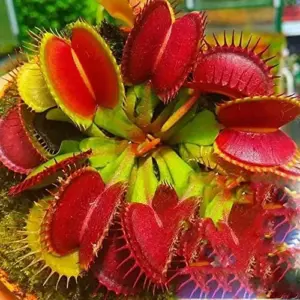 Venus Flytrap Seeds 100Pcs - Dionaea Muscipula Carnivorous Plant Seeds for Home Garden Bonsai Full Sun Acidic Soil