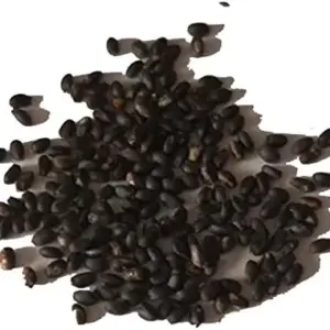 Venus Flytrap Seeds 100Pcs - Dionaea Muscipula Carnivorous Plant Seeds for Home Garden Bonsai Full Sun Acidic Soil