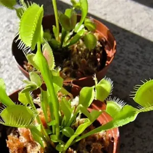 Venus Flytrap Seeds 100Pcs - Dionaea Muscipula Carnivorous Plant Seeds for Home Garden Bonsai Full Sun Acidic Soil