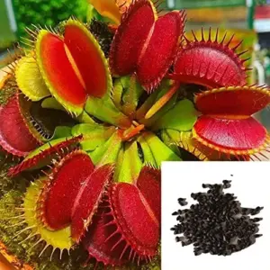 Venus Flytrap Seeds 100Pcs - Dionaea Muscipula Carnivorous Plant Seeds for Home Garden Bonsai Full Sun Acidic Soil