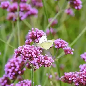 Verbena Bonariensis Seeds 150Pcs Flower Seeds Perennial Drought Tolerant Fragrant Purple