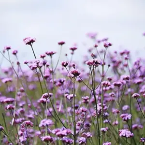 Verbena Bonariensis Seeds 150Pcs Flower Seeds Perennial Drought Tolerant Fragrant Purple