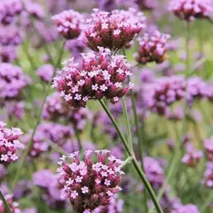 Verbena Bonariensis Seeds 150Pcs Flower Seeds Perennial Drought Tolerant Fragrant Purple