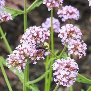 Verbena Bonariensis Seeds 150Pcs Flower Seeds Perennial Drought Tolerant Fragrant Purple