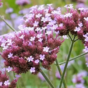 Verbena Bonariensis Seeds 150Pcs Flower Seeds Perennial Drought Tolerant Fragrant Purple
