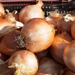 Vidalia Onion Seeds 200Pcs Non-GMO Heirloom Untreated Fresh Fast Growing for Backyard Country Balcony