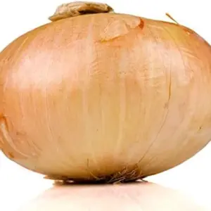 Vidalia Onion Seeds 200Pcs Non-GMO Heirloom Untreated Fresh Fast Growing for Backyard Country Balcony