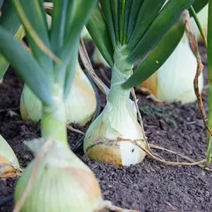 Vidalia Onion Seeds 200Pcs Non-GMO Heirloom Untreated Fresh Fast Growing for Backyard Country Balcony