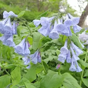 Virginia Bluebells Seeds - Mertensia Virginica Perennial Flower Seeds, 100 Count, Blue & Pink Blooms