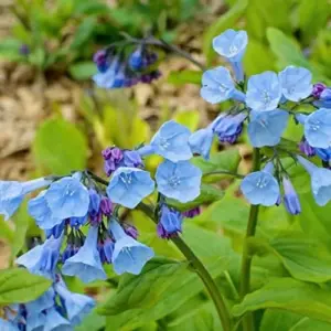 Virginia Bluebells Seeds - Mertensia Virginica Perennial Flower Seeds, 100 Count, Blue & Pink Blooms