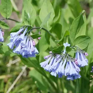 Virginia Bluebells Seeds - Mertensia Virginica Perennial Flower Seeds, 100 Count, Blue & Pink Blooms