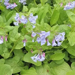 Virginia Bluebells Seeds - Mertensia Virginica Perennial Flower Seeds, 100 Count, Blue & Pink Blooms
