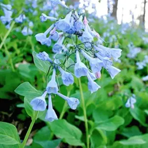 Virginia Bluebells Seeds - Mertensia Virginica Perennial Flower Seeds, 100 Count, Blue & Pink Blooms