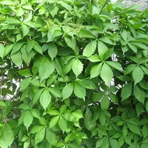 Virginia Creeper Vine Seeds 100Pcs - Drought Tolerant, Deer Resistant Ground Cover for Walls & Trellis
