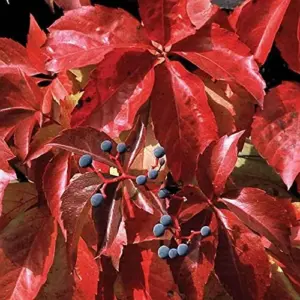 Virginia Creeper Vine Seeds 100Pcs - Drought Tolerant, Deer Resistant Ground Cover for Walls & Trellis