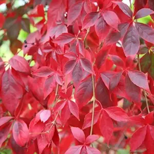 Virginia Creeper Vine Seeds 100Pcs - Drought Tolerant, Deer Resistant Ground Cover for Walls & Trellis