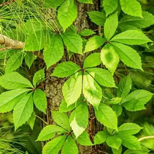 Virginia Creeper Vine Seeds 100Pcs - Drought Tolerant, Deer Resistant Ground Cover for Walls & Trellis
