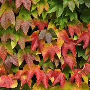 Virginia Creeper Vine Seeds 100Pcs - Drought Tolerant, Deer Resistant Ground Cover for Walls & Trellis