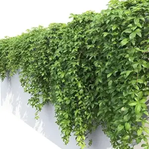 Virginia Creeper Vine Seeds 100Pcs - Drought Tolerant, Deer Resistant Ground Cover for Walls & Trellis
