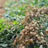 Virginia Jumbo Peanut Seeds 100 Count Non-GMO Fresh Garden Seeds