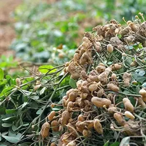 Virginia Jumbo Peanut Seeds 100 Count Non-GMO Fresh Garden Seeds
