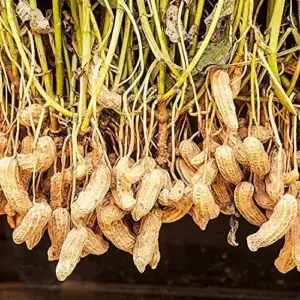 Virginia Jumbo Peanut Seeds 100 Count Non-GMO Fresh Garden Seeds