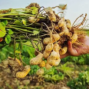 Virginia Jumbo Peanut Seeds 100 Count Non-GMO Fresh Garden Seeds