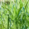 Warm-Season Grass Seeds Low Growing Turf 1 Oz Green GMO-Free