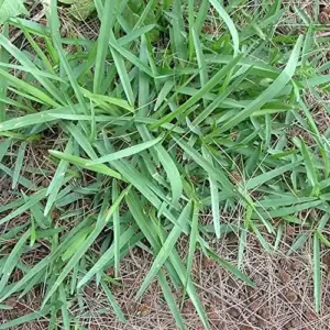 Warm-Season Grass Seeds Low Growing Turf 1 Oz Green GMO-Free
