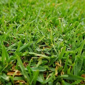 Warm-Season Grass Seeds Low Growing Turf 1 Oz Green GMO-Free