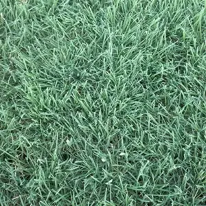 Warm-Season Grass Seeds Low Growing Turf 1 Oz Green GMO-Free