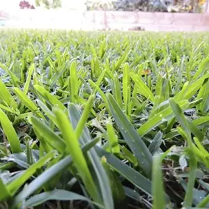 Warm-Season Grass Seeds Low Growing Turf 1 Oz Green GMO-Free