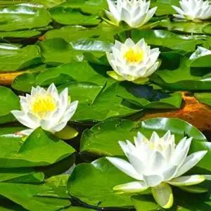 Water Lily Seeds Nymphaea Alba Aquatic Plant Fragrant White Flowers for Ponds Outdoors 10 Count