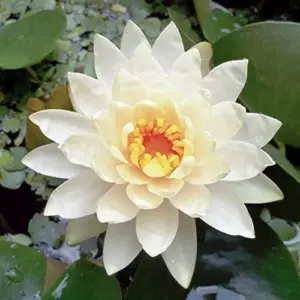 Water Lily Seeds Nymphaea Alba Aquatic Plant Fragrant White Flowers for Ponds Outdoors 10 Count