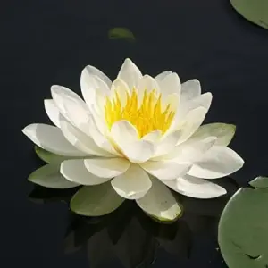 Water Lily Seeds Nymphaea Alba Aquatic Plant Fragrant White Flowers for Ponds Outdoors 10 Count