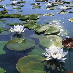Water Lily Seeds Nymphaea Alba Aquatic Plant Fragrant White Flowers for Ponds Outdoors 10 Count