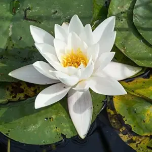 Water Lily Seeds Nymphaea Alba Aquatic Plant Fragrant White Flowers for Ponds Outdoors 10 Count