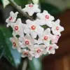Wax Plant Seeds - Fragrant Tropical Succulent - Low Maintenance Indoor Perennial - 100 Pcs