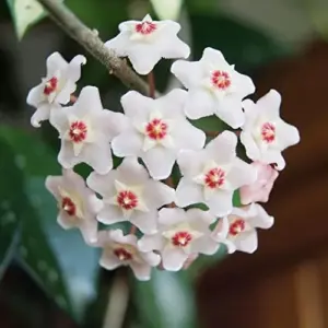 Wax Plant Seeds - Fragrant Tropical Succulent - Low Maintenance Indoor Perennial - 100 Pcs