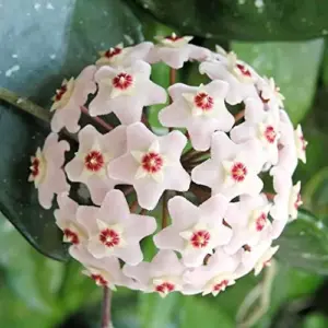 Wax Plant Seeds - Fragrant Tropical Succulent - Low Maintenance Indoor Perennial - 100 Pcs