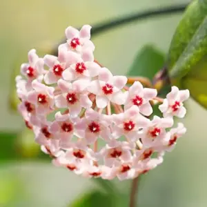 Wax Plant Seeds - Fragrant Tropical Succulent - Low Maintenance Indoor Perennial - 100 Pcs