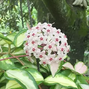Wax Plant Seeds - Fragrant Tropical Succulent - Low Maintenance Indoor Perennial - 100 Pcs