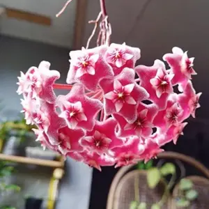 Wax Plant Seeds - Fragrant Tropical Succulent - Low Maintenance Indoor Perennial - 100 Pcs