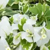 White Bougainvillea Seeds - 105 Pcs, Drought & Deer Resistant, Attract Pollinators, for Containers, Patio, Wall-Side Borders, Fences