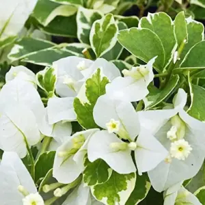 White Bougainvillea Seeds - 105 Pcs, Drought & Deer Resistant, Attract Pollinators, for Containers, Patio, Wall-Side Borders, Fences