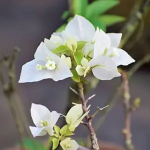 White Bougainvillea Seeds - 105 Pcs, Drought & Deer Resistant, Attract Pollinators, for Containers, Patio, Wall-Side Borders, Fences