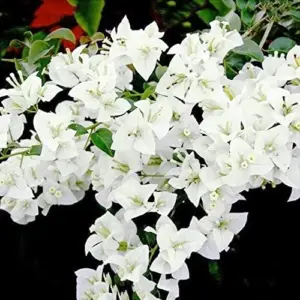 White Bougainvillea Seeds - 105 Pcs, Drought & Deer Resistant, Attract Pollinators, for Containers, Patio, Wall-Side Borders, Fences